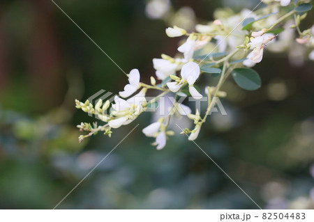 白萩の花 82504483