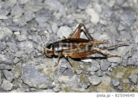 エンマコオロギ エンマコオロギ 82504640