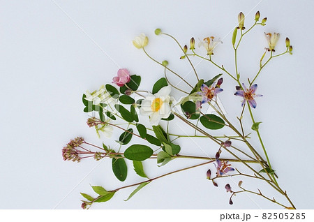 秋に咲くかわいい草花 秋に咲くかわいい草花 82505285