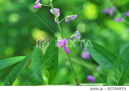 ピンクの小さなアレチヌスビトハギの花 82506859