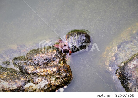 スクミリンゴガイ金魚の餌を食う スクミリンゴガイ金魚の餌を食う 82507559