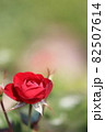 赤色の薔薇 82507614