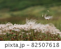 高山植物チングルマの白い綿毛 82507618