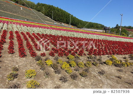 【風景】北海道中富良野町北星山ラベンダー園 82507936
