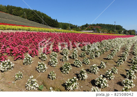 【風景】北海道中富良野町北星山ラベンダー園 82508042