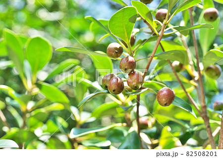 赤いモッコクの実 82508201