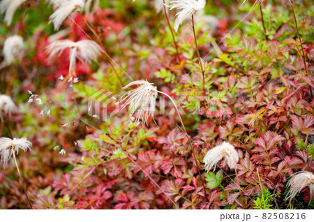 室堂平草紅葉チングルマ 82508216