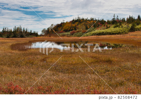 栂池自然園の美しい紅葉と浮島湿原　長野県小谷村 82508472