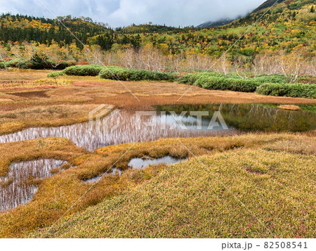 美しい栂池自然園の美しい紅葉（浮島湿原）　長野県小谷村 82508541