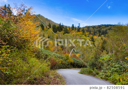 美しい栂池自然園の美しい紅葉 長野県小谷村 美しい栂池自然園の美しい紅葉 長野県小谷村 82508591