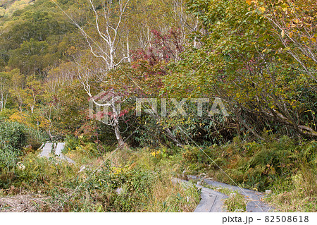 美しい栂池自然園の美しい紅葉とダケカンバの白い樹形 長野県小谷村 美しい栂池自然園の美しい紅葉とダケカンバの白い樹形 長野県小谷村 82508618