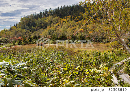美しい栂池自然園の美しい紅葉 長野県小谷村 美しい栂池自然園の美しい紅葉 長野県小谷村 82508619