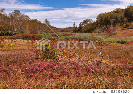 美しい栂池自然園の美しい紅葉 長野県小谷村 美しい栂池自然園の美しい紅葉 長野県小谷村 82508620