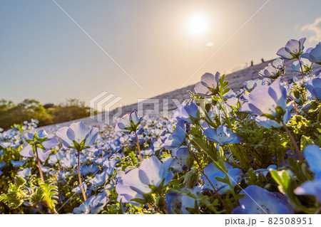 太陽に照らされるネモフィラの花畑 ネモフィラのじゅうたん 太陽に照らされるネモフィラの花畑 ネモフィラのじゅうたん 82508951