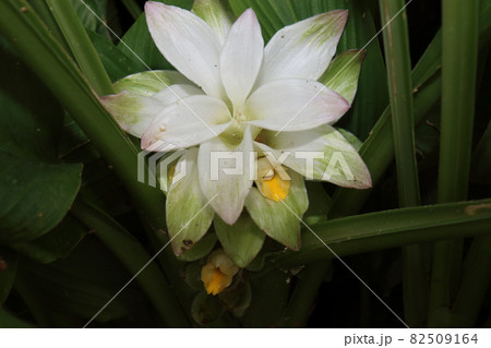 秋ウコンの花の写真素材