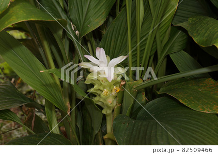 秋ウコンの花の写真素材