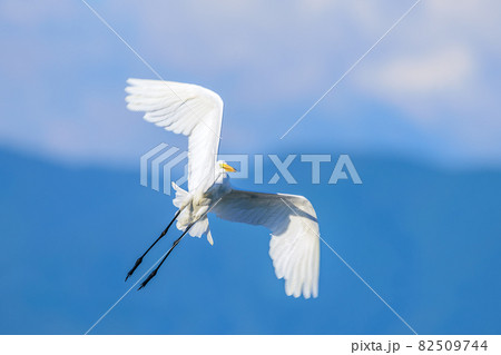 羽ばたくシラサギ 82509744