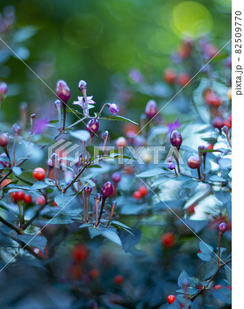 五色唐辛子 82509770