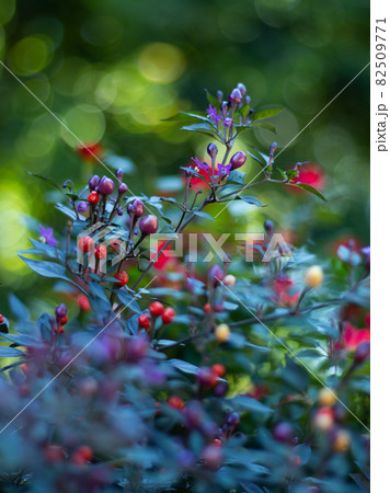 五色唐辛子 82509771