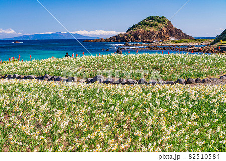 （静岡県）水仙咲く、南伊豆の爪木崎 82510584