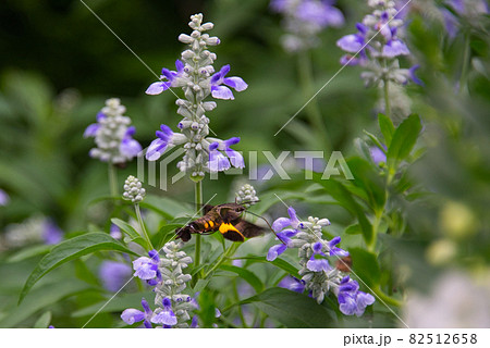 ホバリングしながら長い口ばしでブルーサルビアの蜜を吸う、ホウジャクと思われる昆虫 82512658