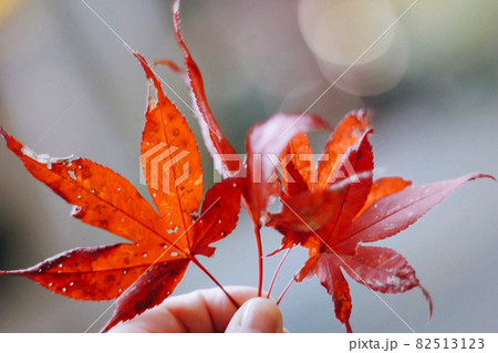 紅葉を持つ 紅葉を持つ 82513123