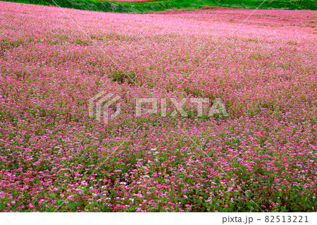 赤そば｢高嶺ルビー｣の花　赤そばの里 82513221