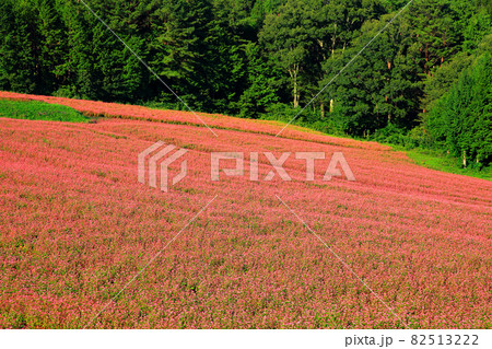 赤そば｢高嶺ルビー｣の花　赤そばの里 82513222