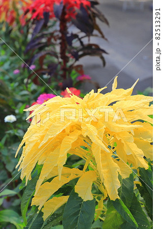 大きく色鮮やかに染まった葉鶏頭（ハゲイトウ） 82513291
