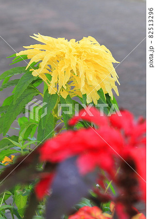 大きく色鮮やかに染まった葉鶏頭（ハゲイトウ） 82513296