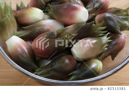 採れたてのミヨウガ 採れたてのミヨウガ 82513381