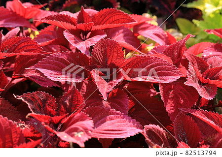 色鮮やかなコリウスの葉と花の写真素材