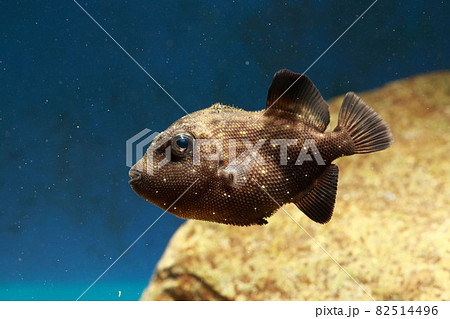 アミモンガラ幼魚 モンガラカワハギ モンガラ アミモンガラ幼魚 モンガラカワハギ モンガラ 82514496