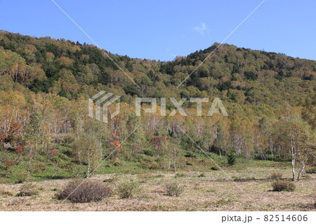 紅葉の始まった長野県志賀高原の白樺純林の風景 82514606