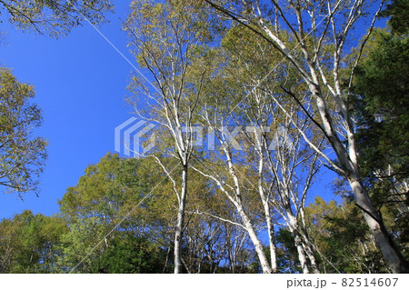 紅葉の始まった長野県志賀高原の白樺純林の風景 82514607
