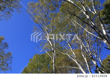 紅葉の始まった長野県志賀高原の白樺純林の風景 82514608