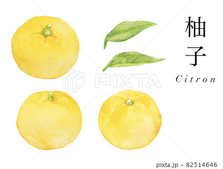 ゆずの水彩セットイラスト　冬至　果物　他複数バリエーションあります 82514646