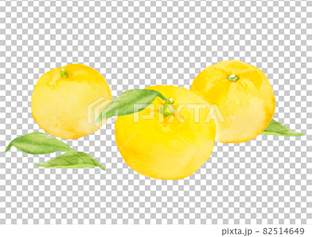 ◆柚子＊◆ Yuzu Tree Update (Citrus Junos) - April 2024 - YouTube