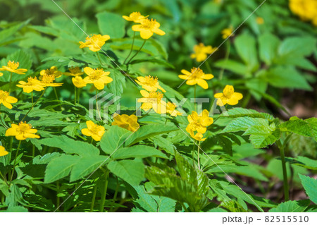 Spring yellow flowers - anemone ranunculoides, the yellow anemone, yellow wood anemone or buttercup anemone 82515510