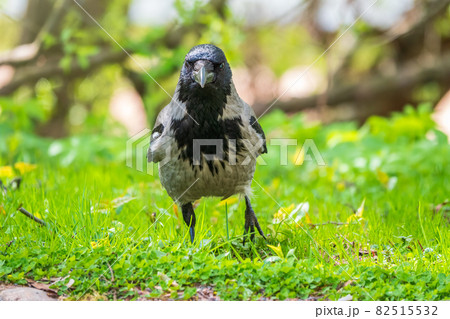 Black crow walks on green lawn. Raven on grass. Wild bird on meadow. 82515532