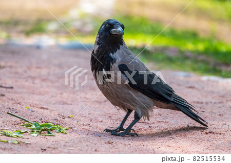 Black crow walks on green lawn. Raven on grass. Wild bird on meadow. 82515534