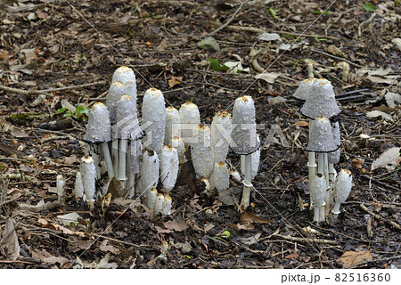 ササクレヒトヨタケ ササクレヒトヨタケ 82516360
