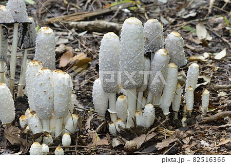 ササクレヒトヨタケ 82516366