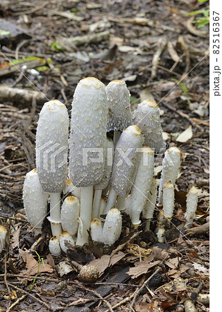 ササクレヒトヨタケ ササクレヒトヨタケ 82516367