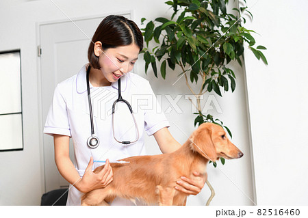 ペット（犬）に注射をする獣医師の手元のイメージ 82516460