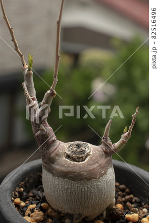 【塊根植物】春先に芽吹くアデニアグラウカ 【塊根植物】春先に芽吹くアデニアグラウカ 82516496