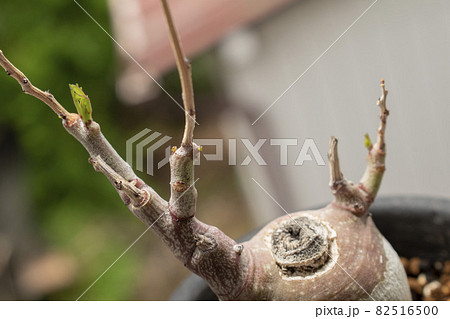 【塊根植物】春先に芽吹くアデニアグラウカ 82516500