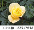 水滴のついた黄色いバラ 82517648