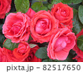 一面の赤いバラ 82517650