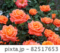 一面のオレンジのバラ 82517653